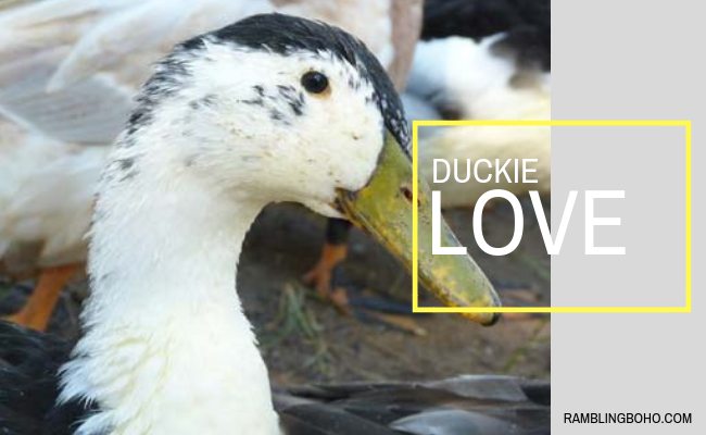 Meet Duckie. He always follows me around, and comes running when he sees me. #ducks #homesteading #love #animals