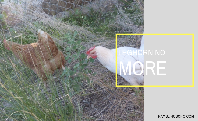 Saturday we lost another chicken. A second one. She was also one of our originals, Lemon Pepper. #chickens #homesteading #love #animals